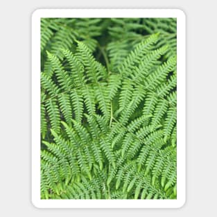 Ferns Magnet